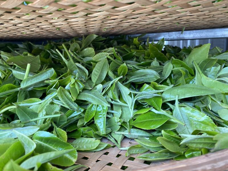 古树普洱茶礼盒茶散茶晒青毛料白茶茶饼
