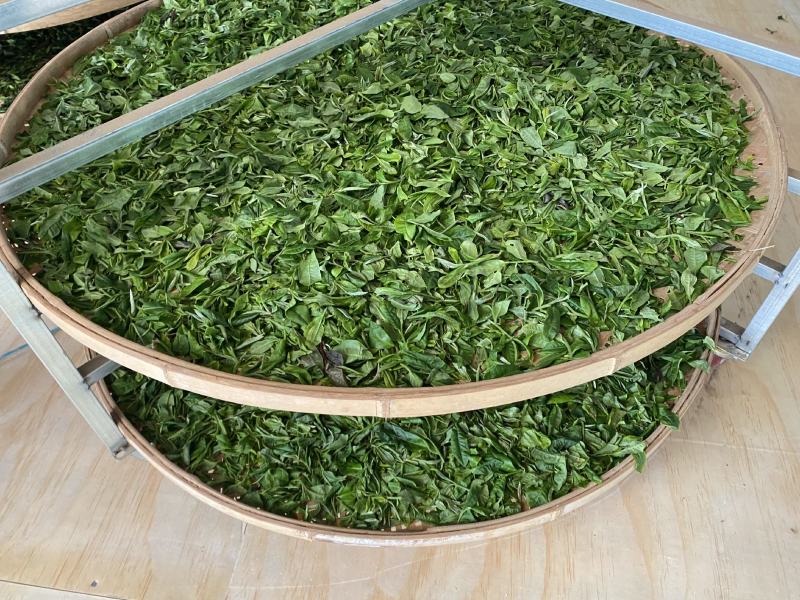 古树普洱茶礼盒茶散茶晒青毛料白茶茶饼