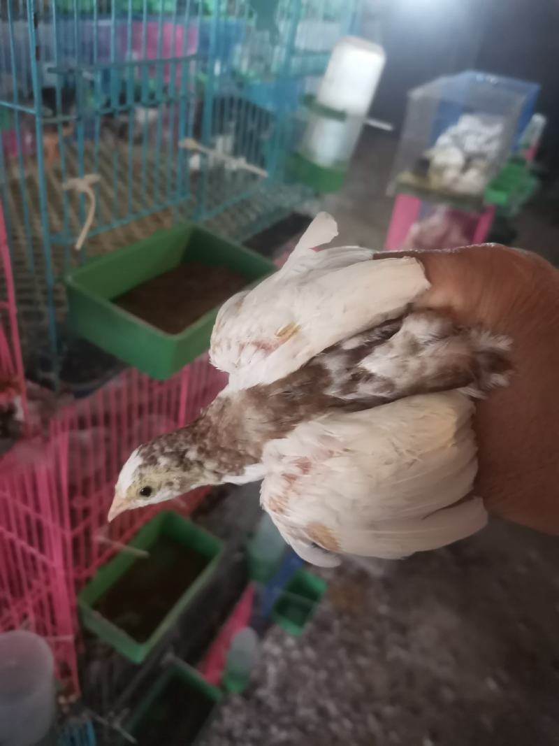 德系纯种精品芦丁鸡