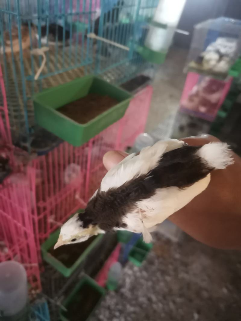 德系纯种精品芦丁鸡