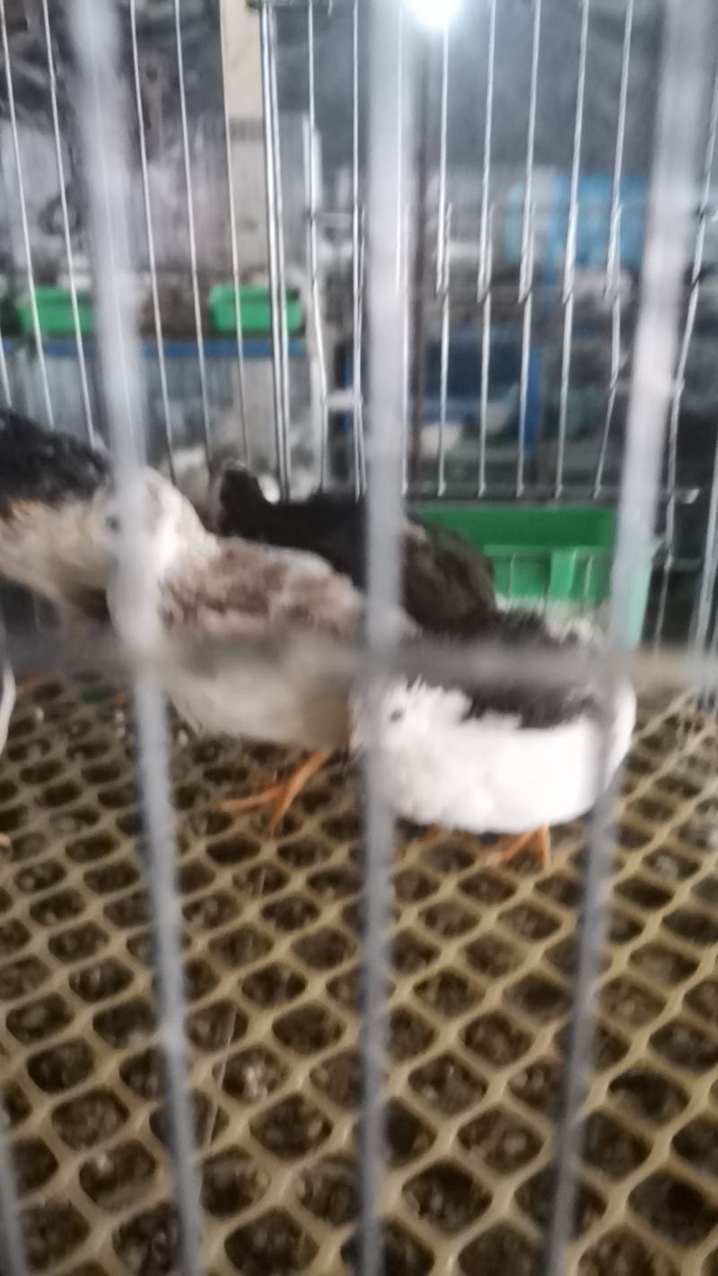 德系纯种精品芦丁鸡