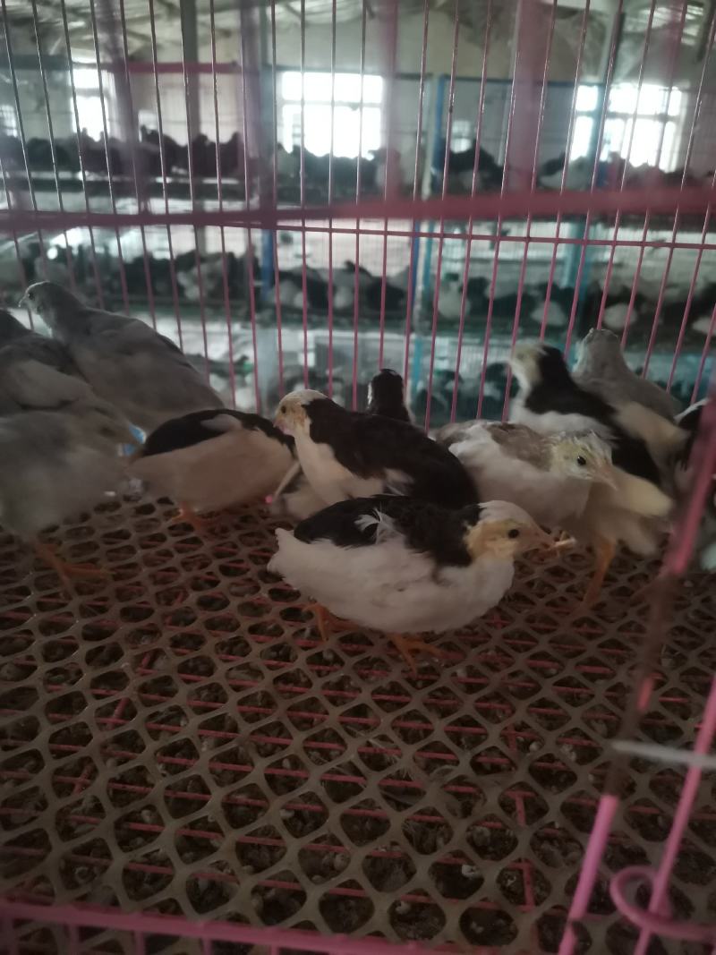 德系纯种精品芦丁鸡