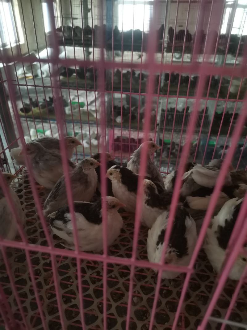 德系纯种精品芦丁鸡