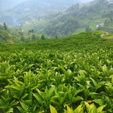 南板兰根