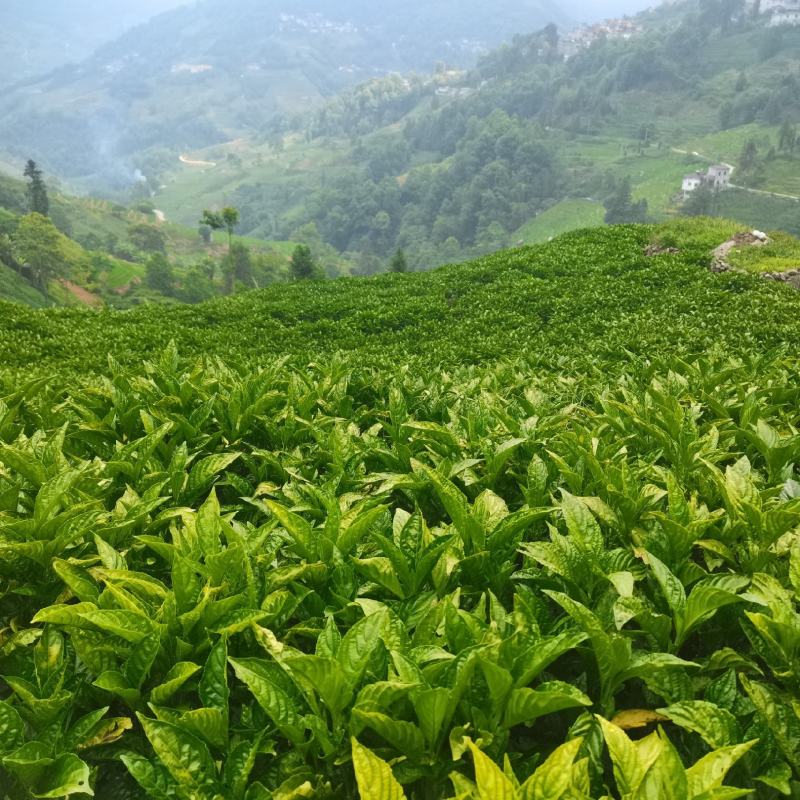 南板兰根
