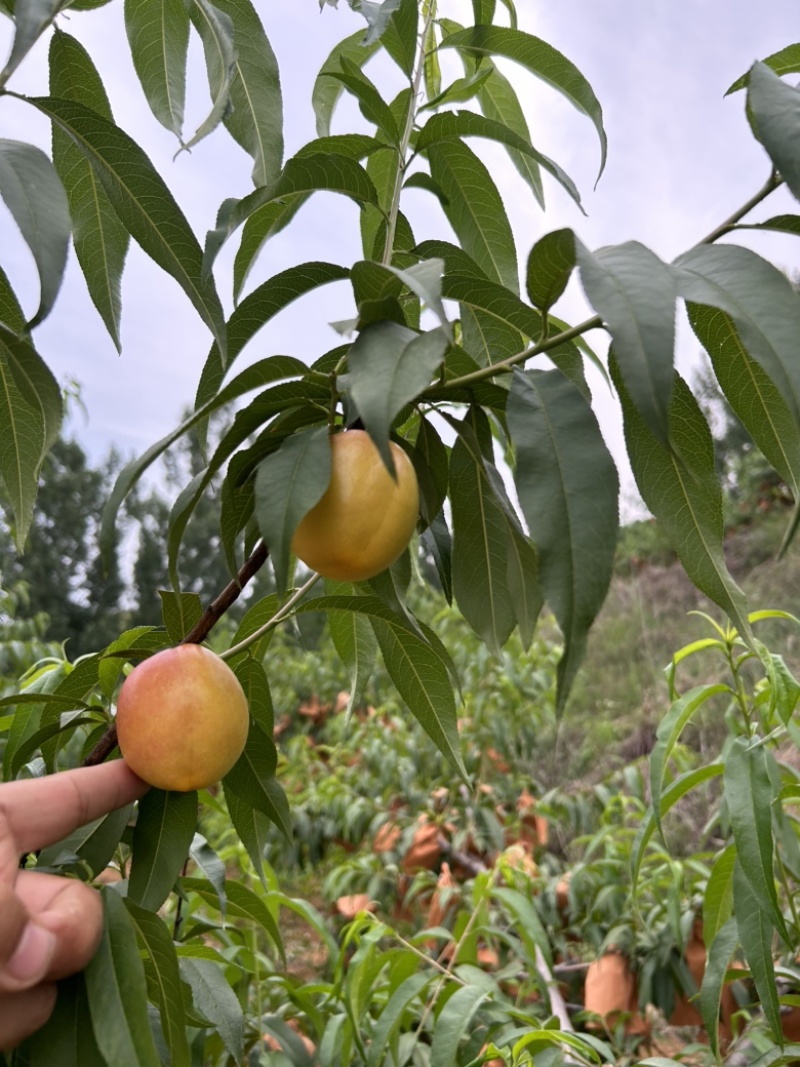 山东蒙阴水蜜桃油桃蟠桃油蟠桃专业一件代发全国批发市场供应