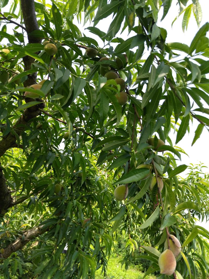 贵州省遵义市绥阳县兴隆鹰嘴桃自家种植价格优惠
