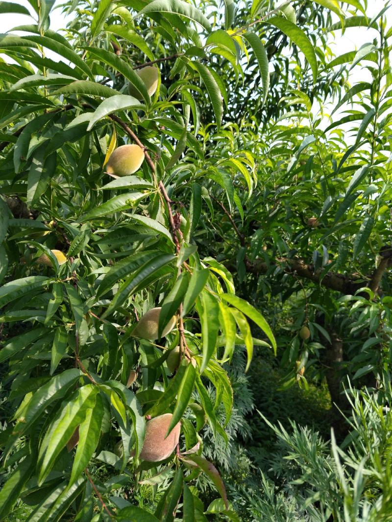 贵州省遵义市绥阳县兴隆鹰嘴桃自家种植价格优惠
