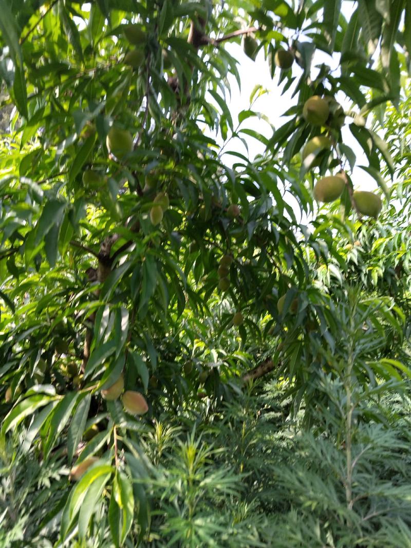 贵州省遵义市绥阳县兴隆鹰嘴桃自家种植价格优惠