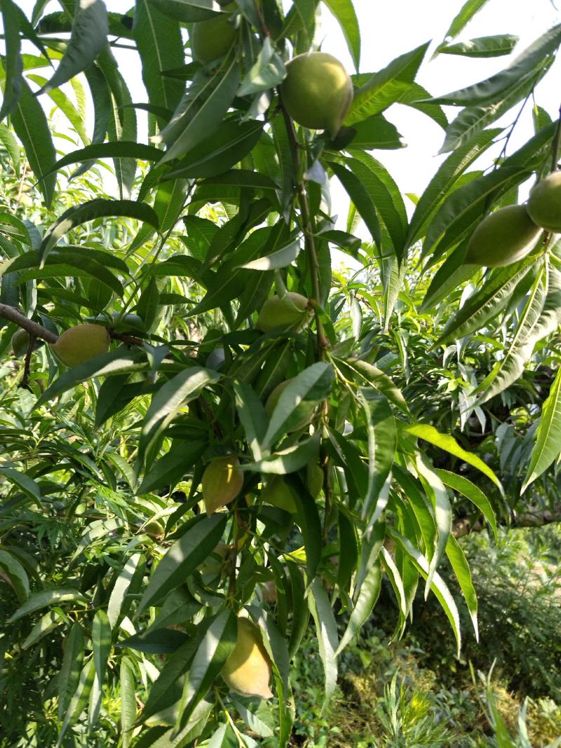 贵州省遵义市绥阳县兴隆鹰嘴桃自家种植价格优惠