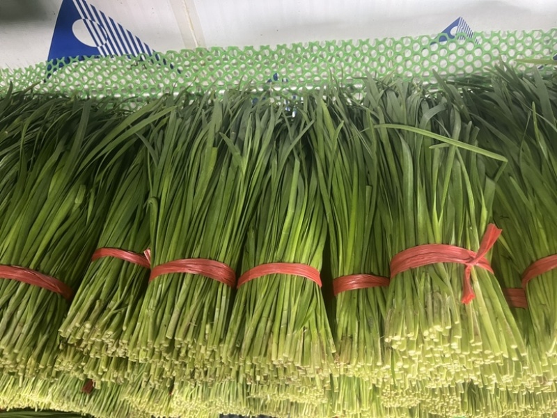 广东徐闻精品韭菜，大量上市