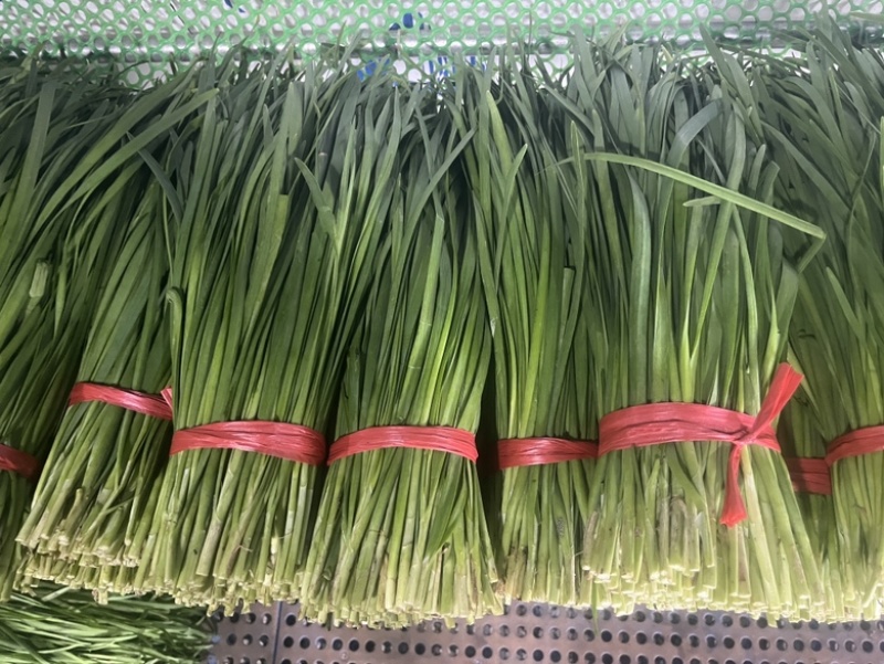 广东徐闻精品韭菜，大量上市