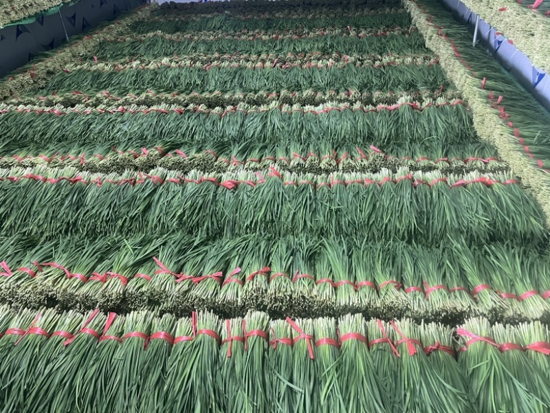 广东徐闻精品韭菜，大量上市