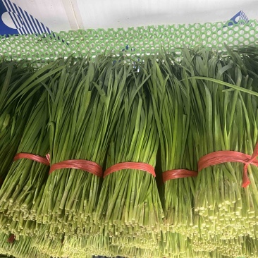 广东徐闻精品韭菜，大量上市