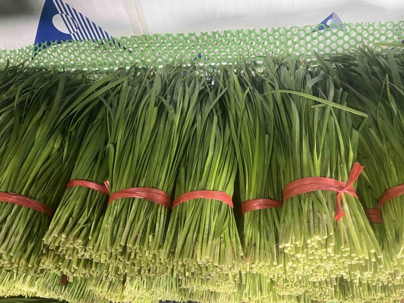 广东徐闻精品韭菜，大量上市