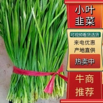 香河产地直发精品陆地二茬韭菜质量好价格实惠