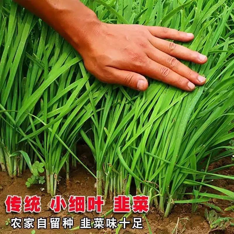 香河产地直发精品陆地二茬韭菜质量好价格实惠