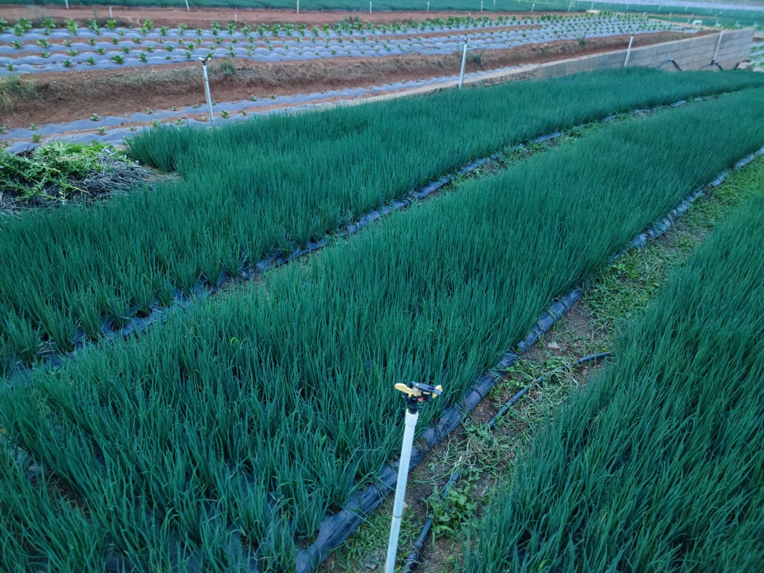 春季小葱种植示意图