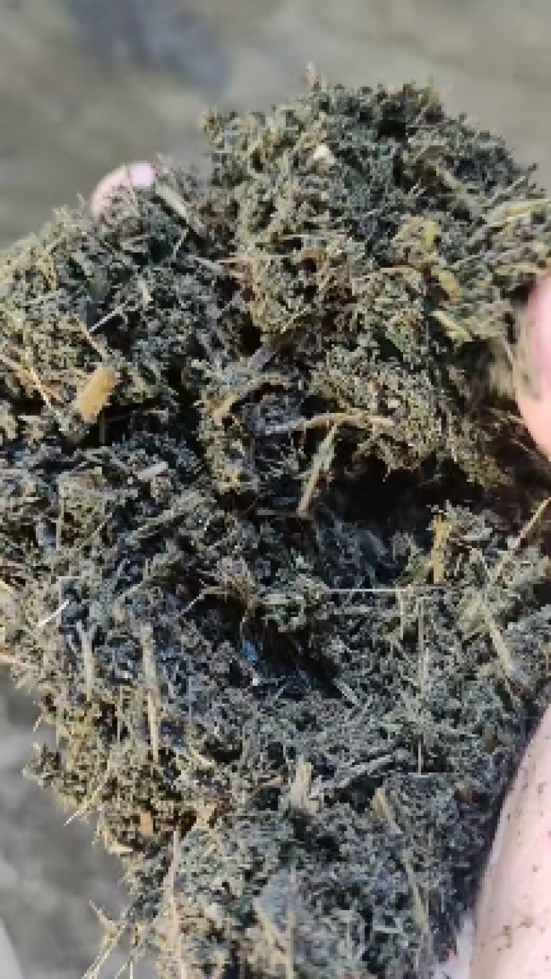 烘干甜叶菊渣，厂家副产品直销