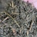烘干甜叶菊渣，厂家副产品直销