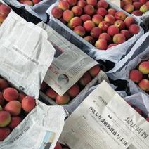 串枝红杏大量上市，商品果