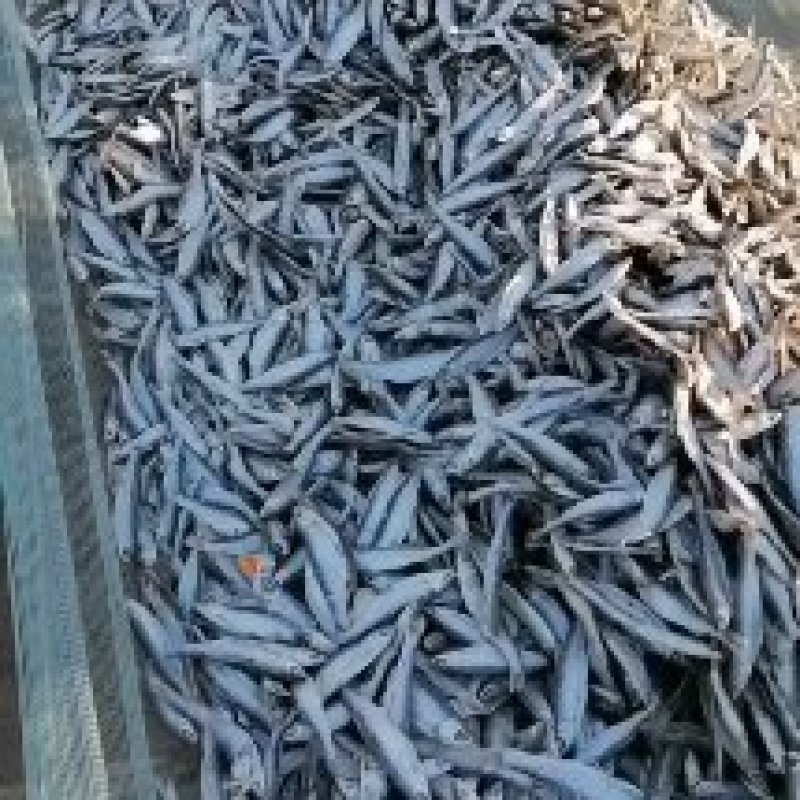 批发精品刁子鱼干白条鱼干河鱼一手货源招代理