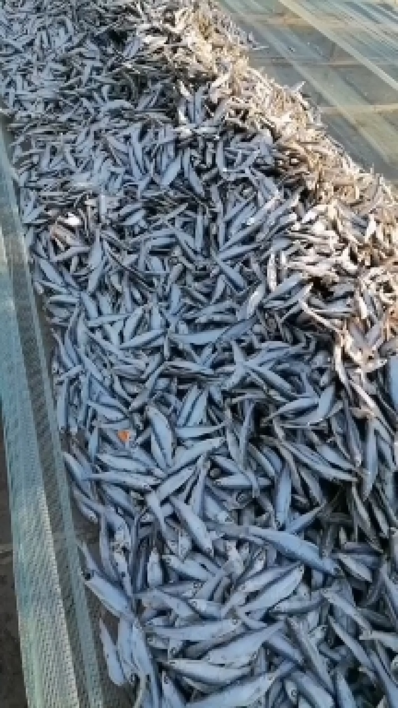 批发精品刁子鱼干白条鱼干河鱼一手货源招代理