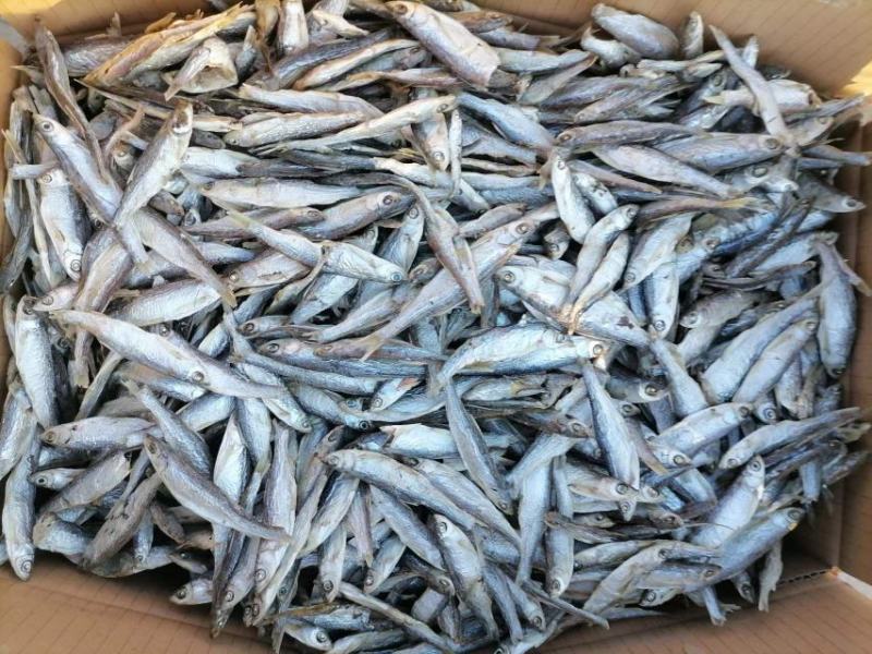 批发精品刁子鱼干白条鱼干河鱼一手货源招代理