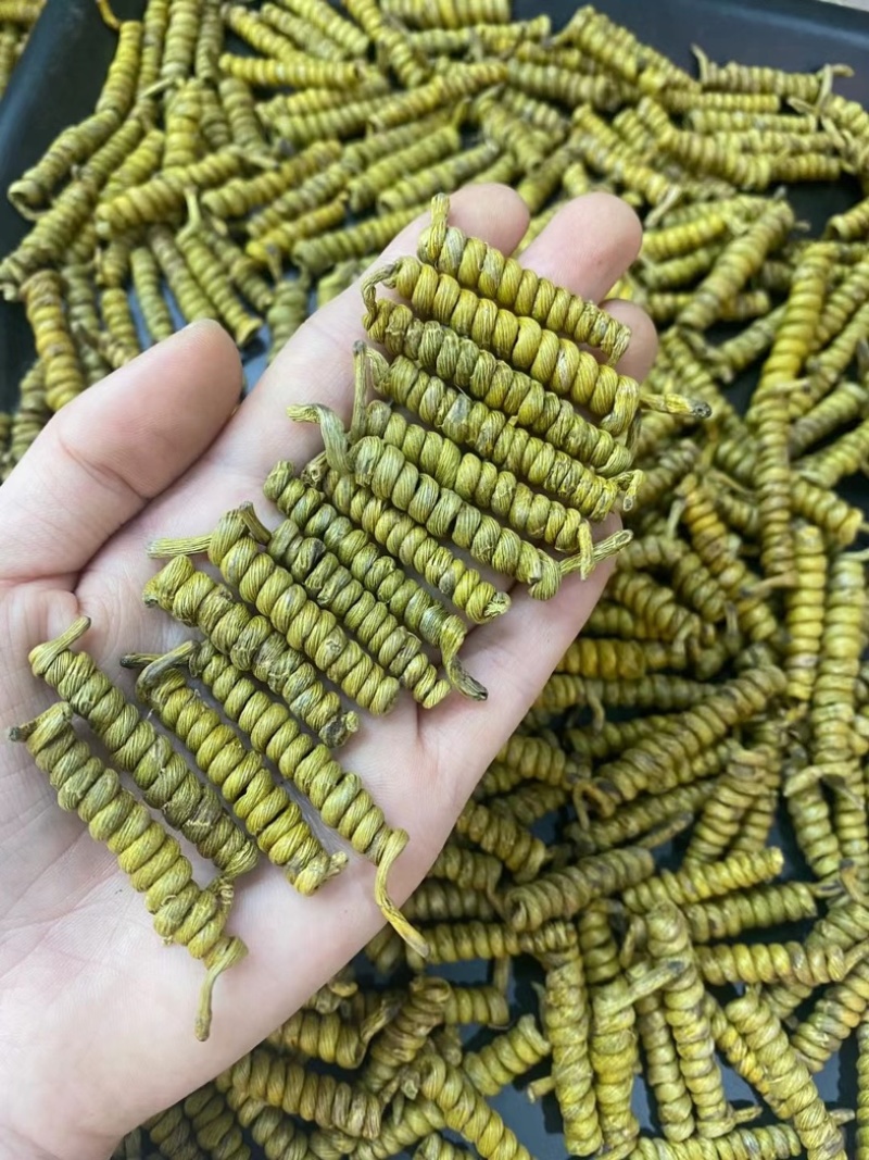 一手货霍山铁皮石斛龙头凤尾-各种大小规格都有-适合装礼盒