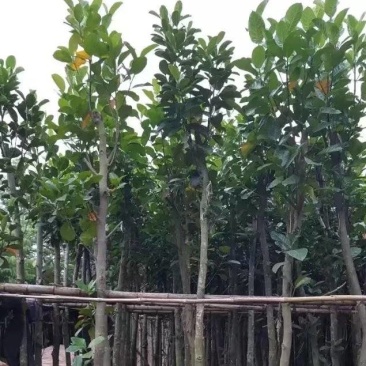 树菠萝。大量袋苗米径3-12分特价出售