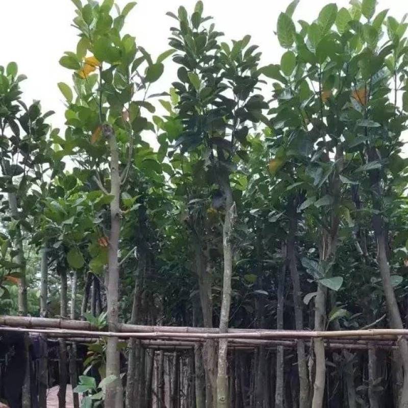 树菠萝。大量袋苗米径3-12分特价出售
