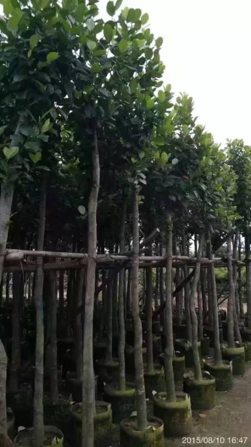 树菠萝。大量袋苗米径3-12分特价出售
