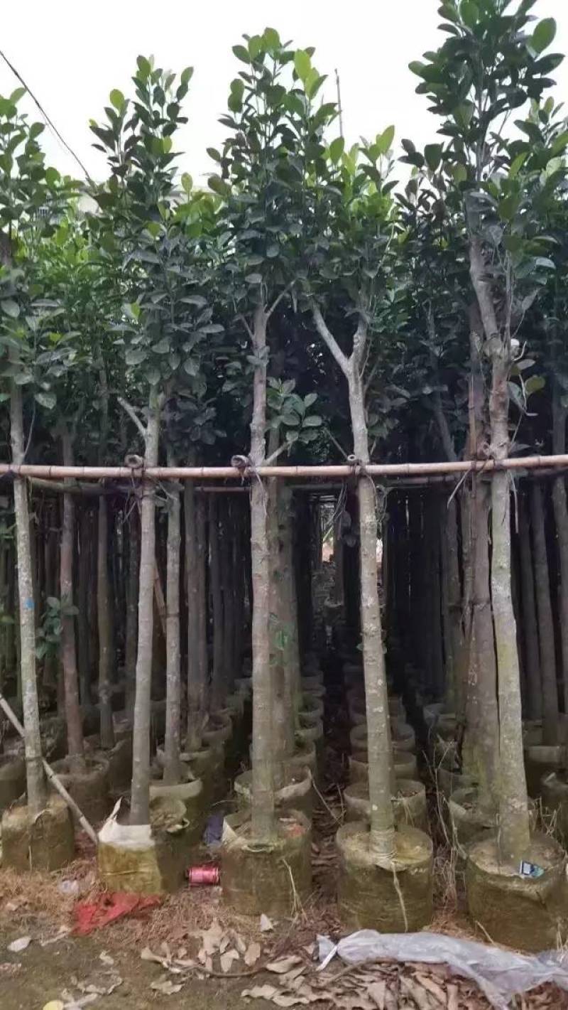 树菠萝。大量袋苗米径3-12分特价出售