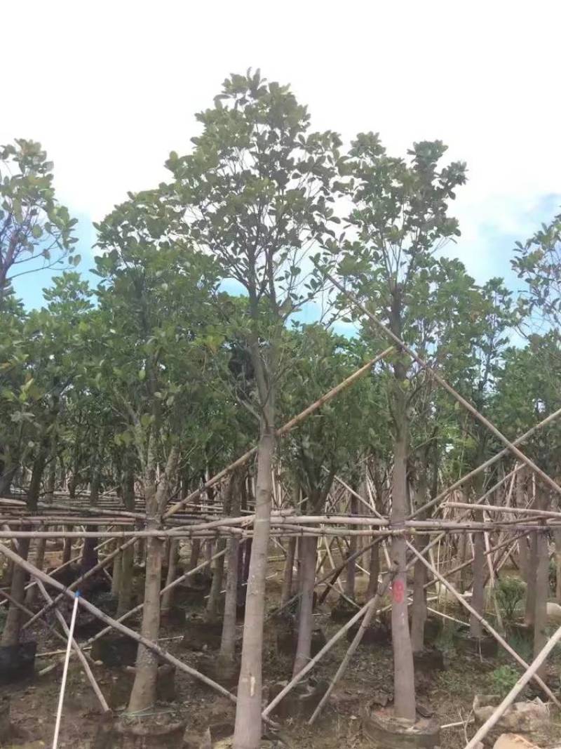 树菠萝。大量袋苗米径3-12分特价出售