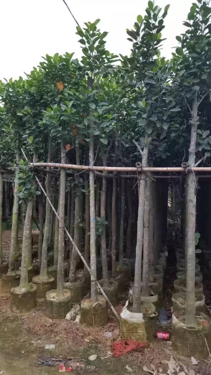 树菠萝。大量袋苗米径3-12分特价出售