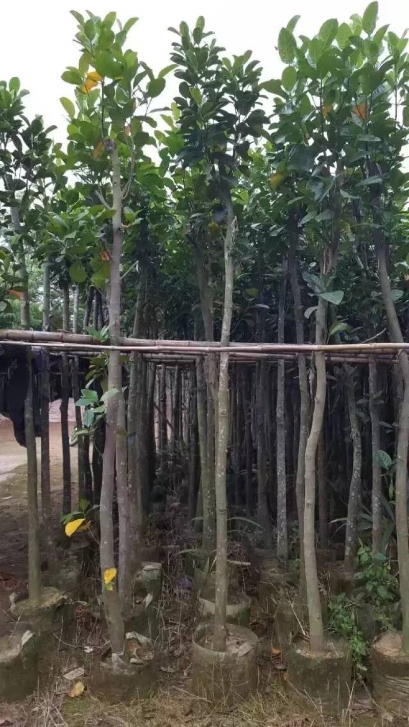 树菠萝。大量袋苗米径3-12分特价出售