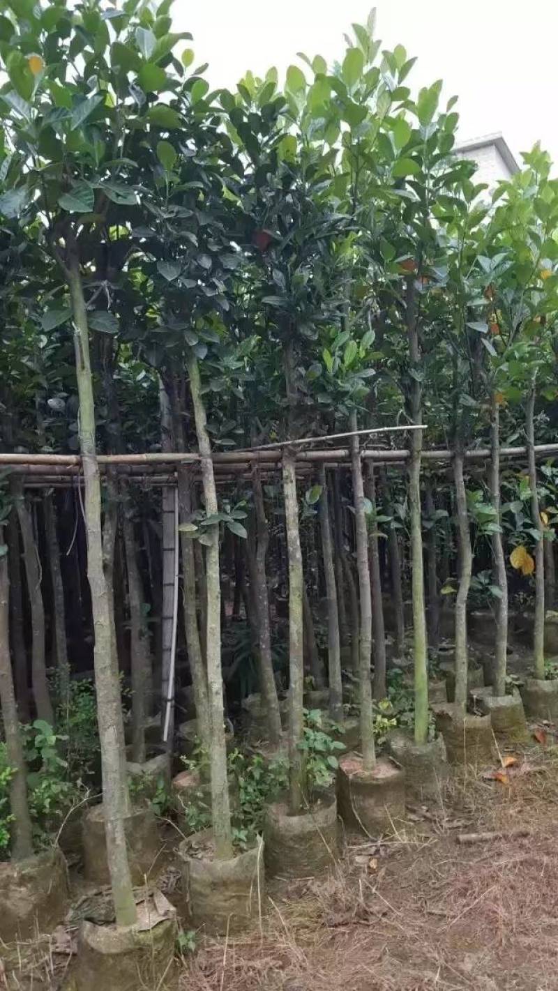 树菠萝。大量袋苗米径3-12分特价出售
