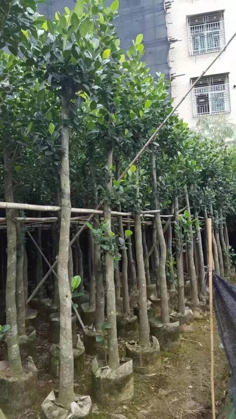 树菠萝。大量袋苗米径3-12分特价出售