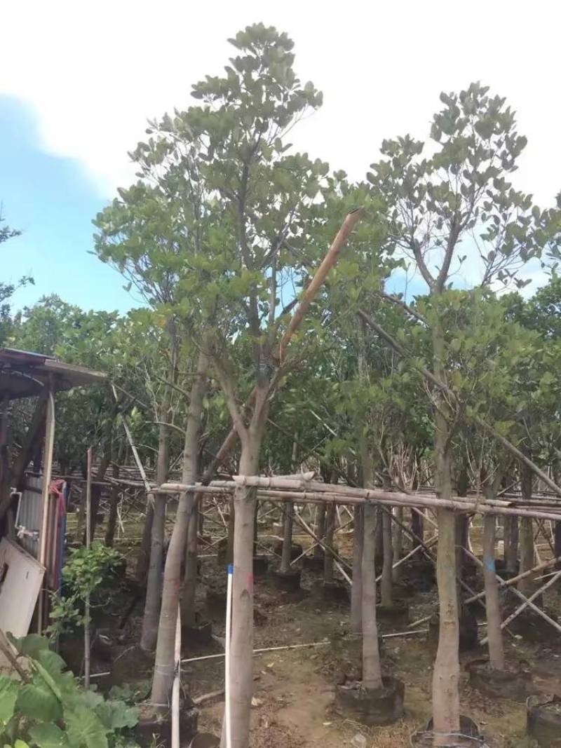 树菠萝。大量袋苗米径3-12分特价出售