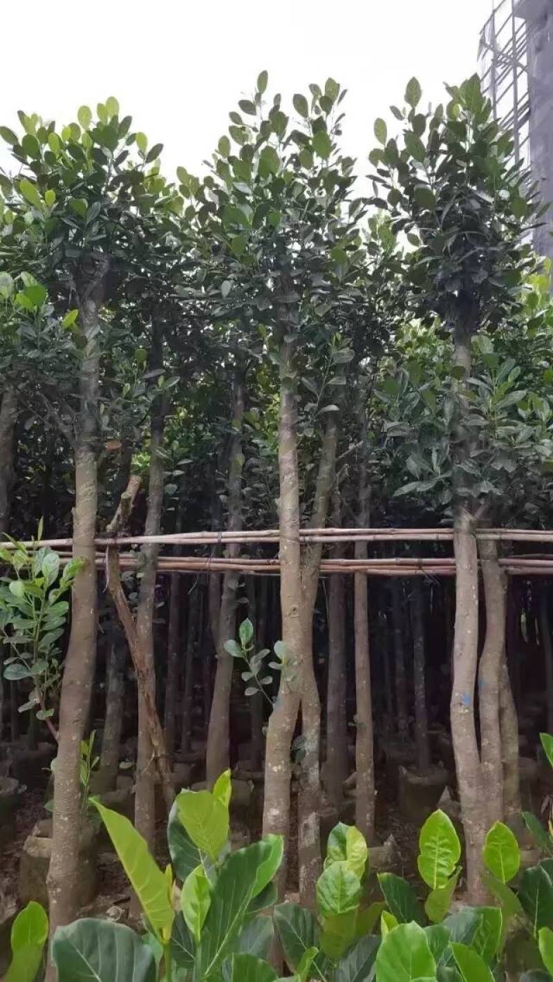 树菠萝。大量袋苗米径3-12分特价出售