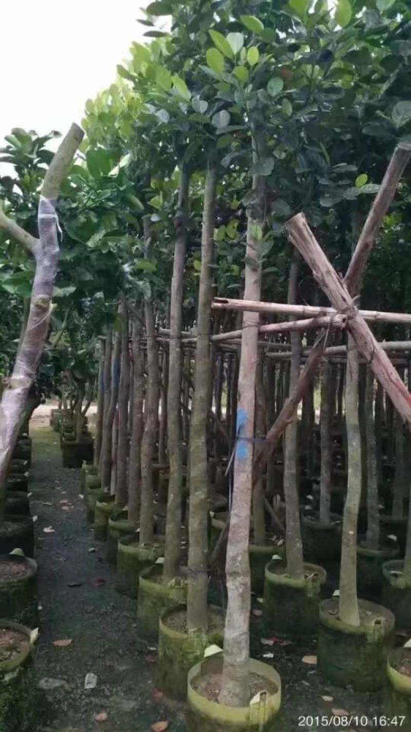 树菠萝。大量袋苗米径3-12分特价出售