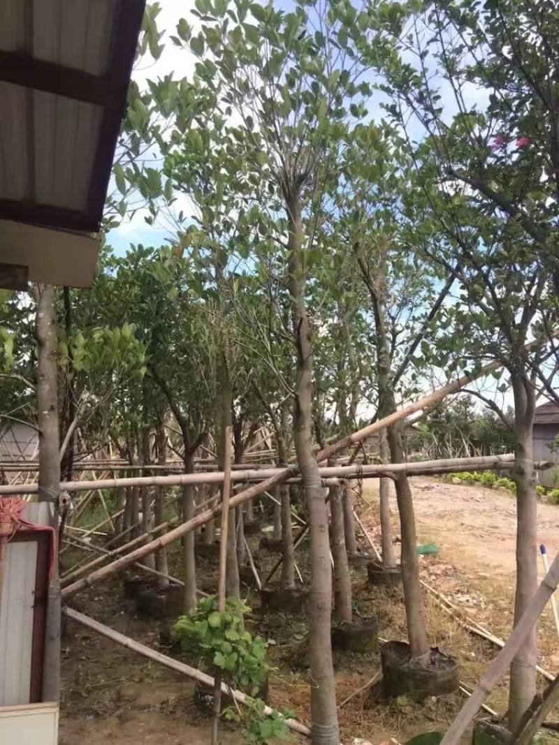 树菠萝。大量袋苗米径3-12分特价出售