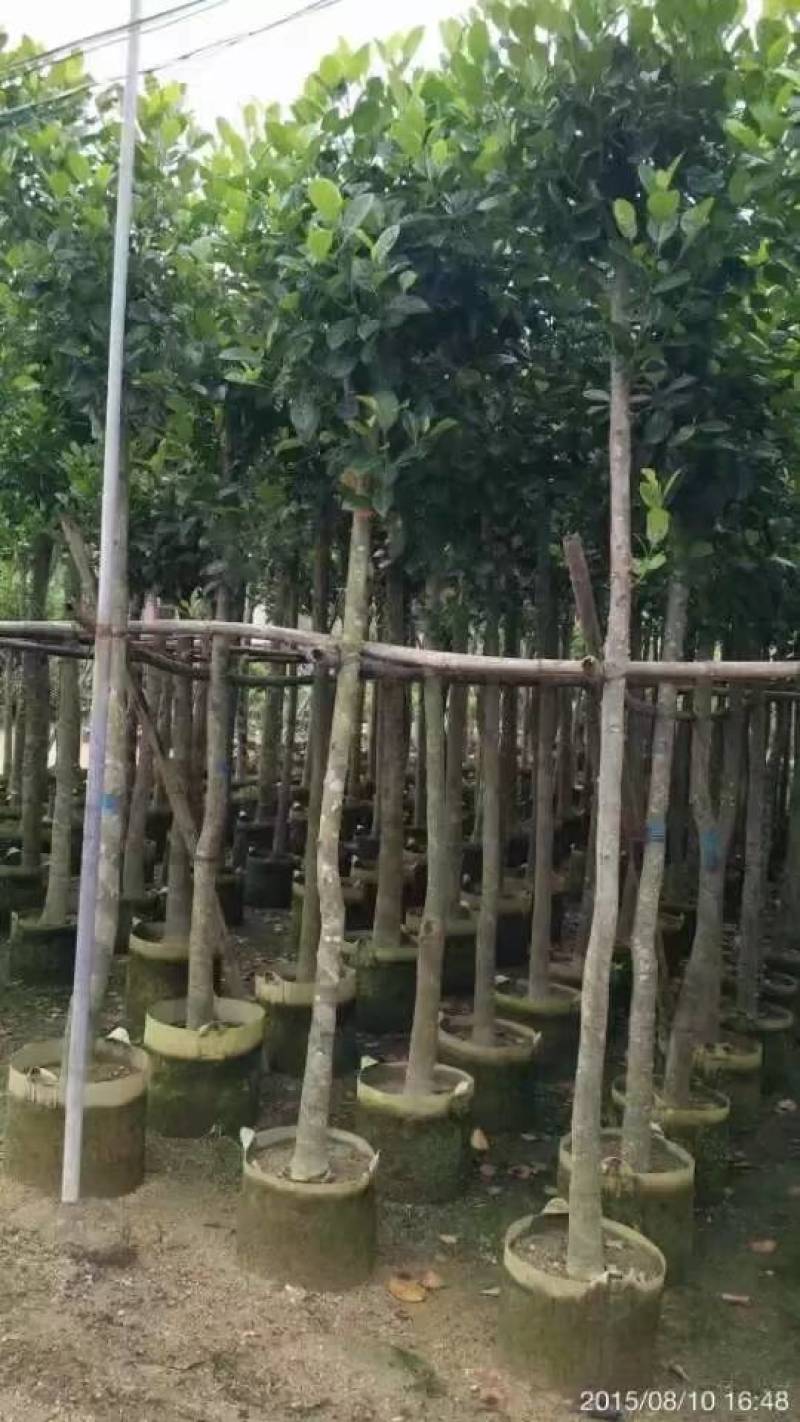 树菠萝。大量袋苗米径3-12分特价出售