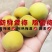 高山新鲜晚熟黄梅青梅果鲜果5斤现摘梅子胭脂梅泡酒黄梅酱酸
