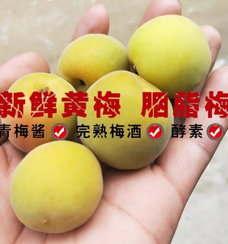 高山新鲜晚熟黄梅青梅果鲜果5斤现摘梅子胭脂梅泡酒黄梅酱酸