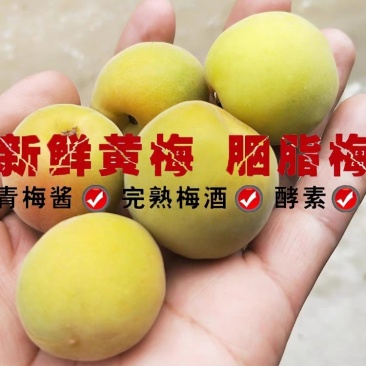 高山新鲜晚熟黄梅青梅果鲜果5斤现摘梅子胭脂梅泡酒黄梅酱酸