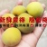 高山新鲜晚熟黄梅青梅果鲜果5斤现摘梅子胭脂梅泡酒黄梅酱酸