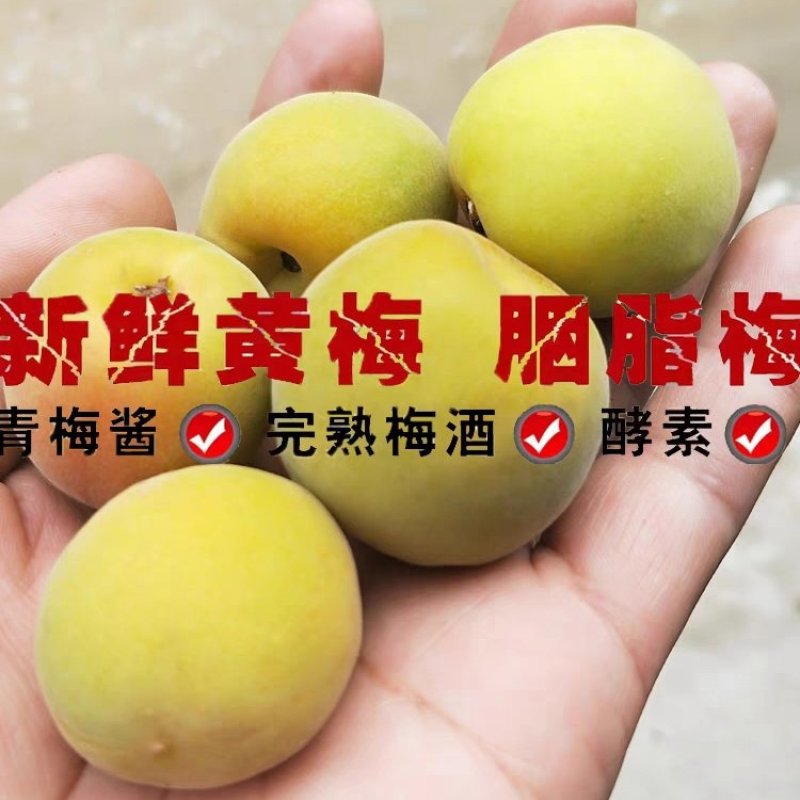 高山新鲜晚熟黄梅青梅果鲜果5斤现摘梅子胭脂梅泡酒黄梅酱酸