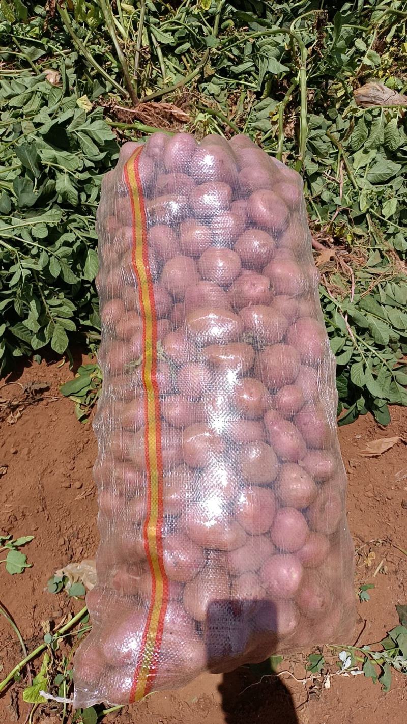 云南红皮黄心迷你小土豆，电商专用，大量供应，量大从优
