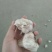软叶蒜宝塔蒜蒜种铁杆软叶